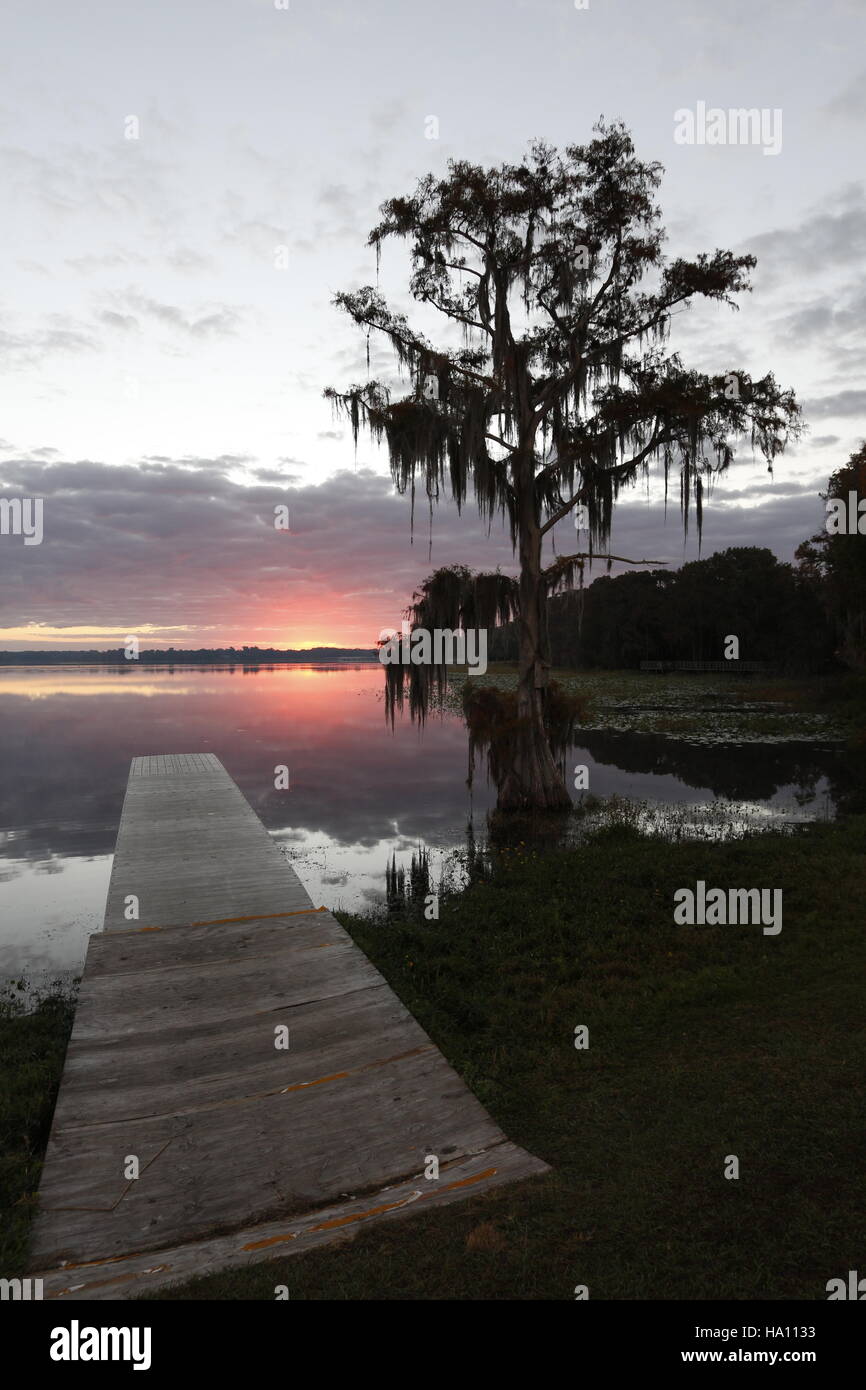 Cypress tree with Spanish Moss at sunrise, Florida Stock Photo Alamy