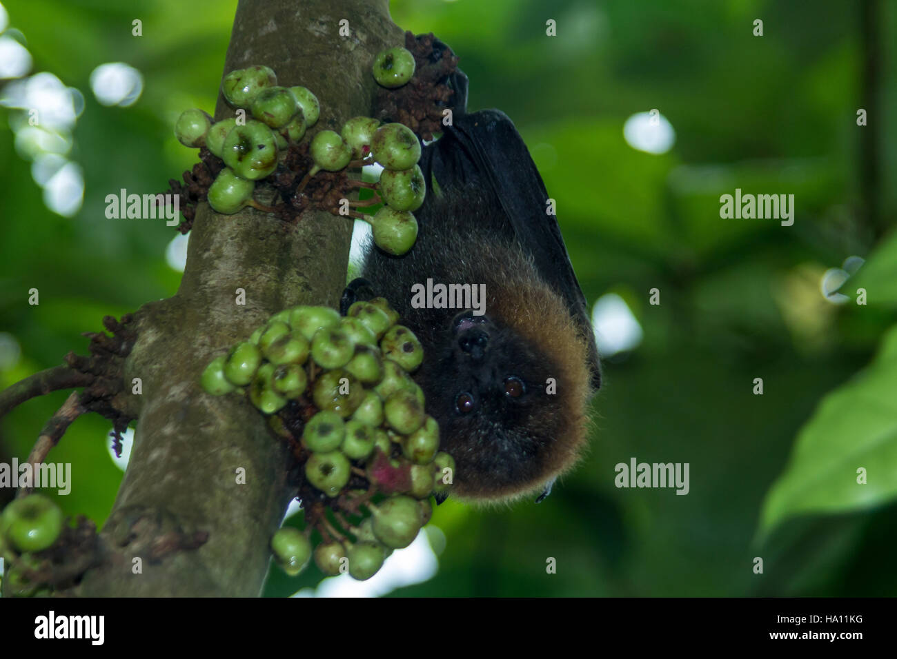 Fruit Bat Eating High Resolution Stock Photography and Images Alamy