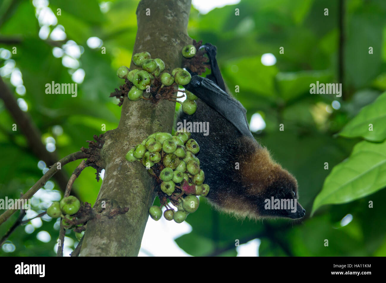 Bat Rousettus Aegyptiacus eating fruits Stock Photo Alamy