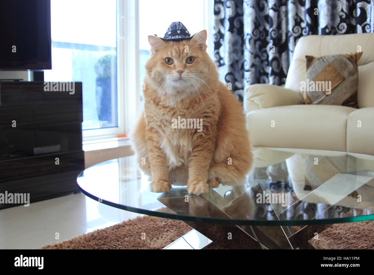 Cowboy Cat High Resolution Stock Photography And Images Alamy