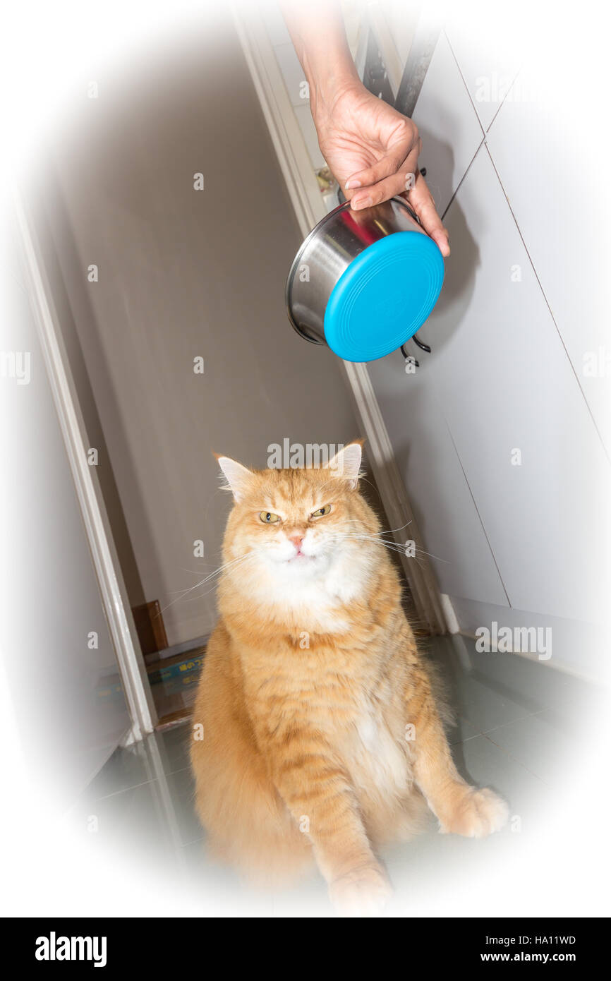 Grumpy cat when sharing food with others Stock Photo Alamy