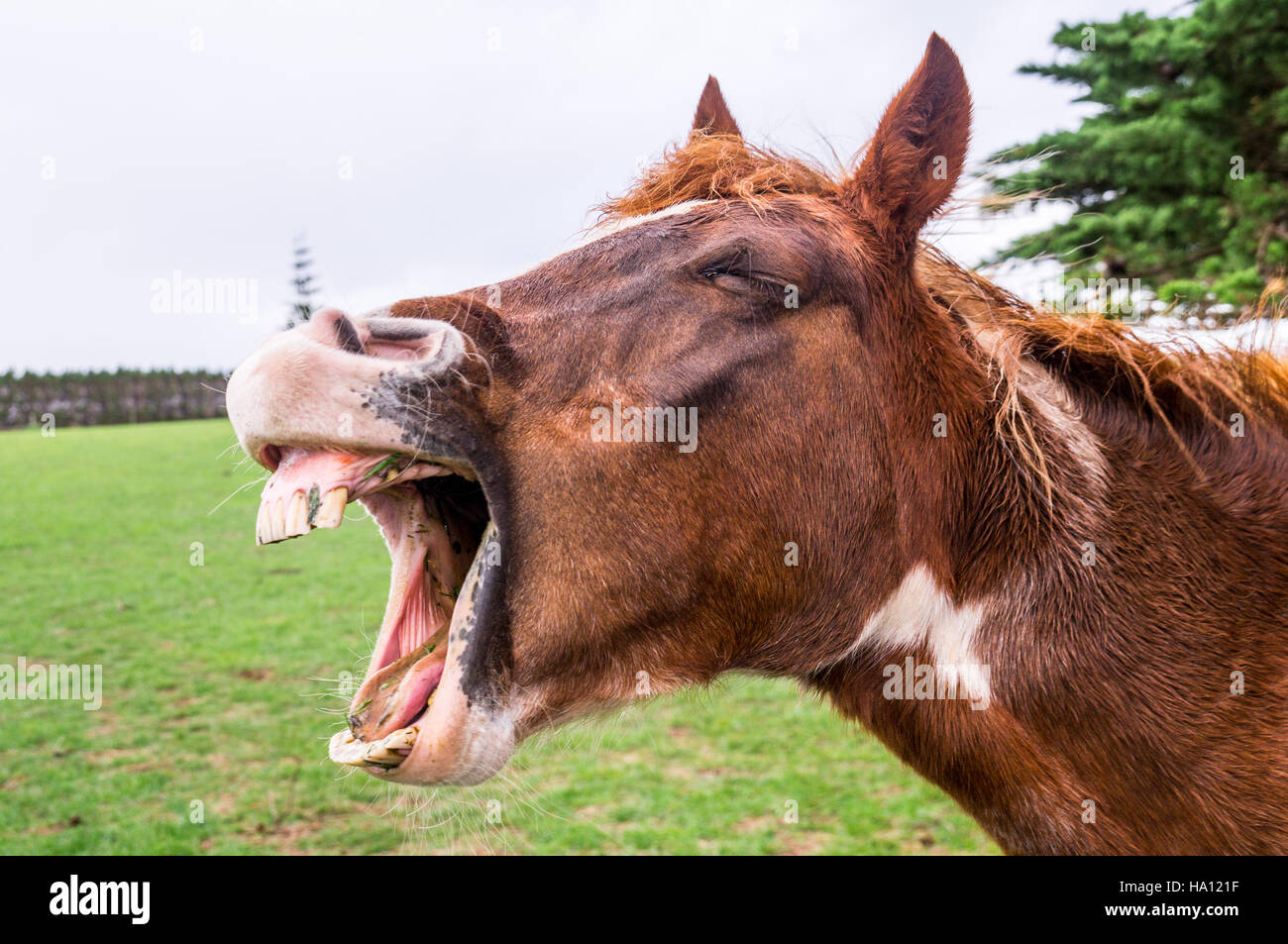 Funny yawning horse portrait Stock Photo
