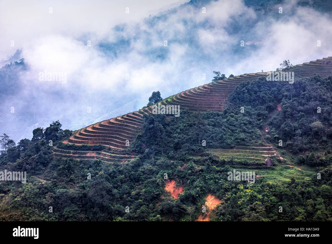 Rice terraces, Lao Chai, Sapa, Vietnam, Asia Stock Photo