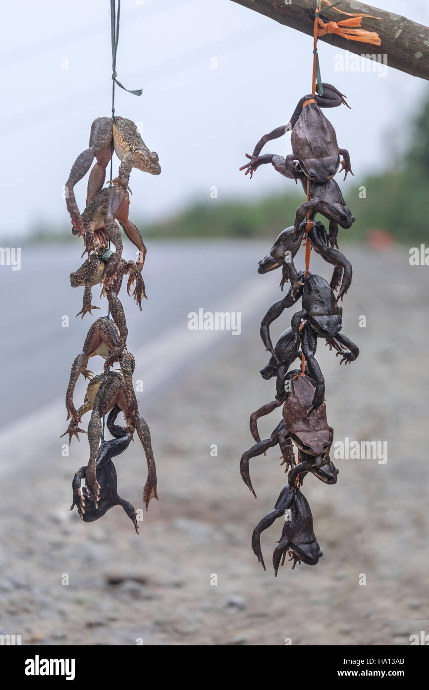 frogs, still alive, hanging at the road ready to buy them for dinner in Lao Cai, Sapa, Vietnam, Asia Stock Photo