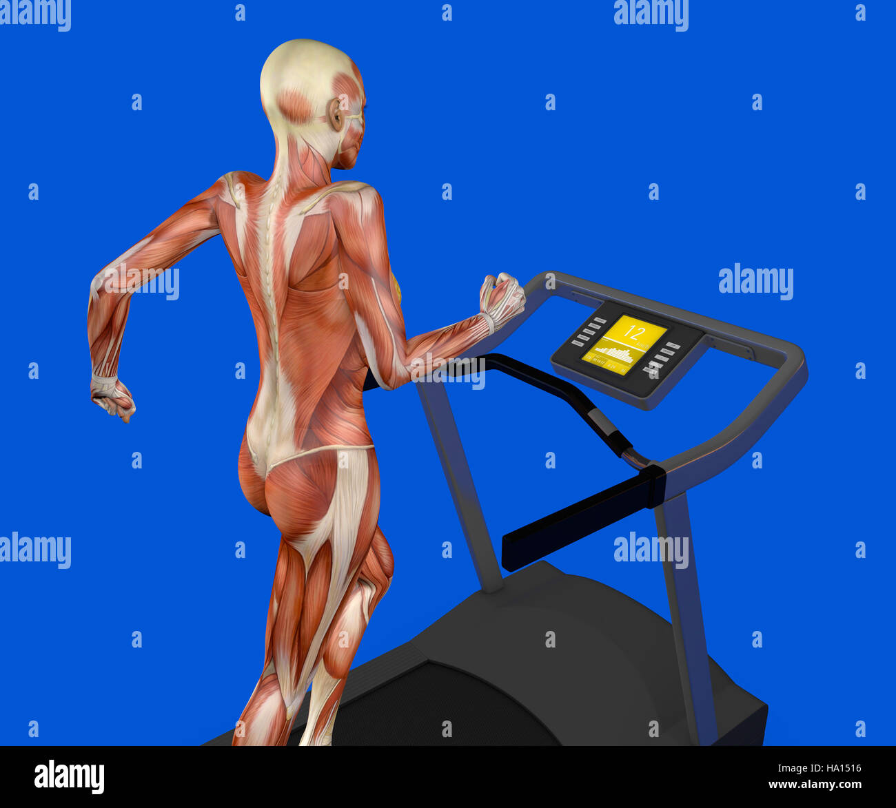 Musculoskeletal system hi-res stock photography and images - Alamy