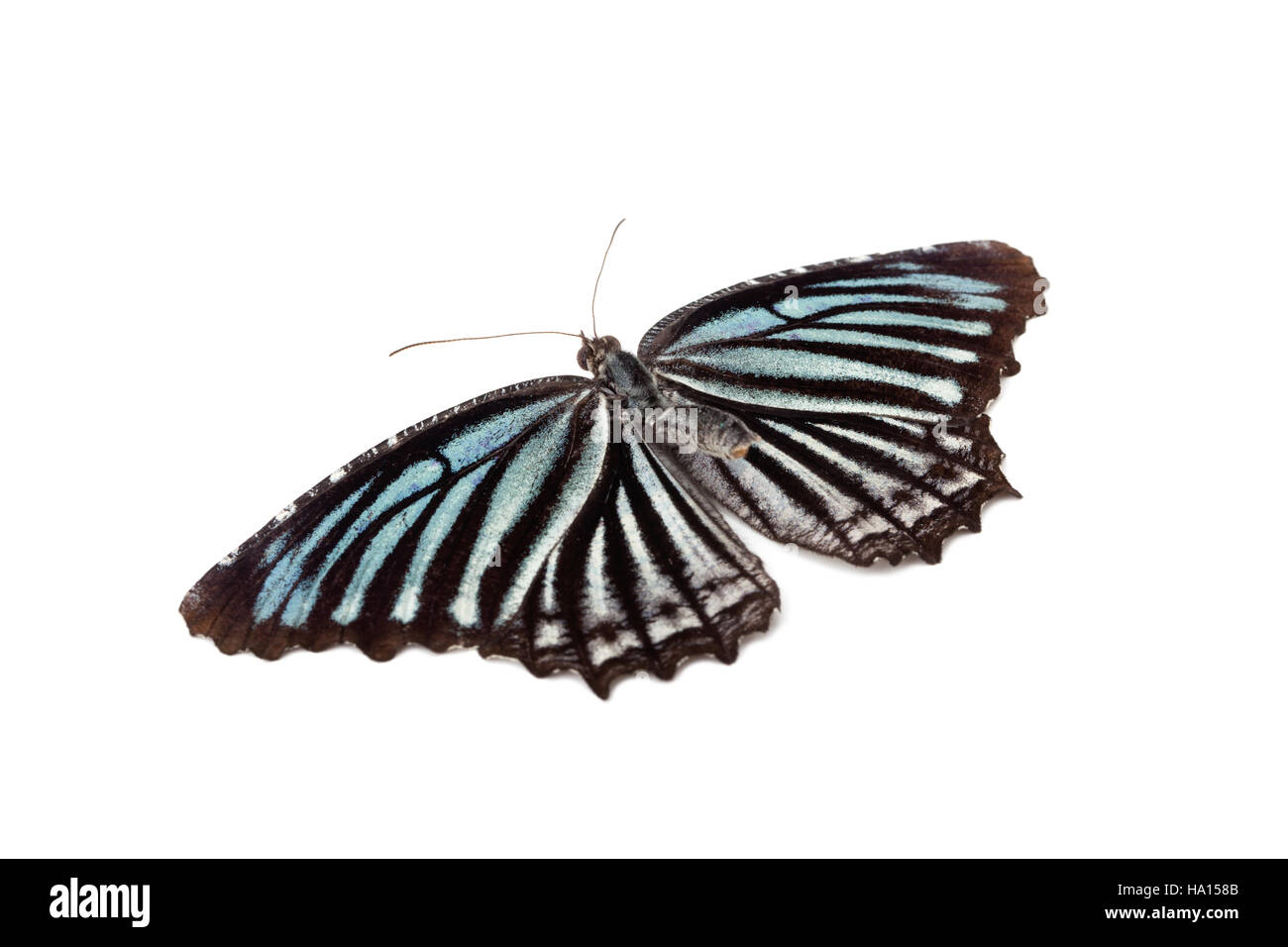 beautiful butterfly isolated on white background Stock Photo - Alamy