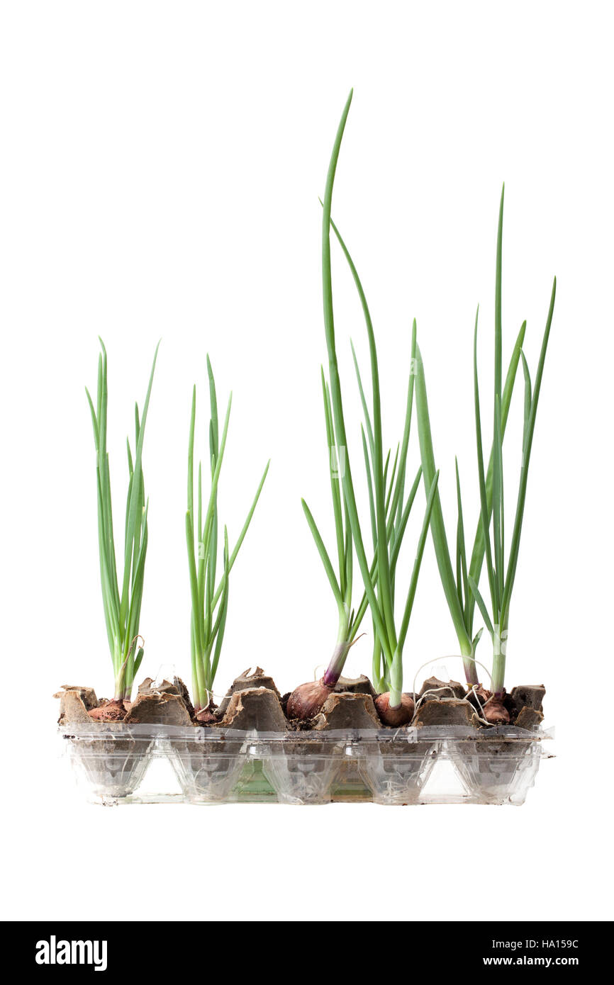 spring onion grow in egg panel isolated on white background Stock Photo