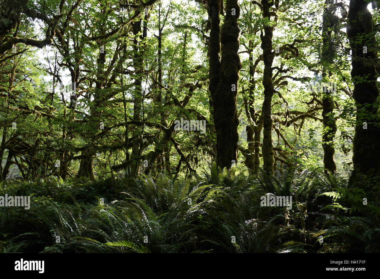 Trail Through Quinault Rainforest Hi res Stock Photography And Images trail-through-quinault-rainforest-hi-res-stock-photography-and-images