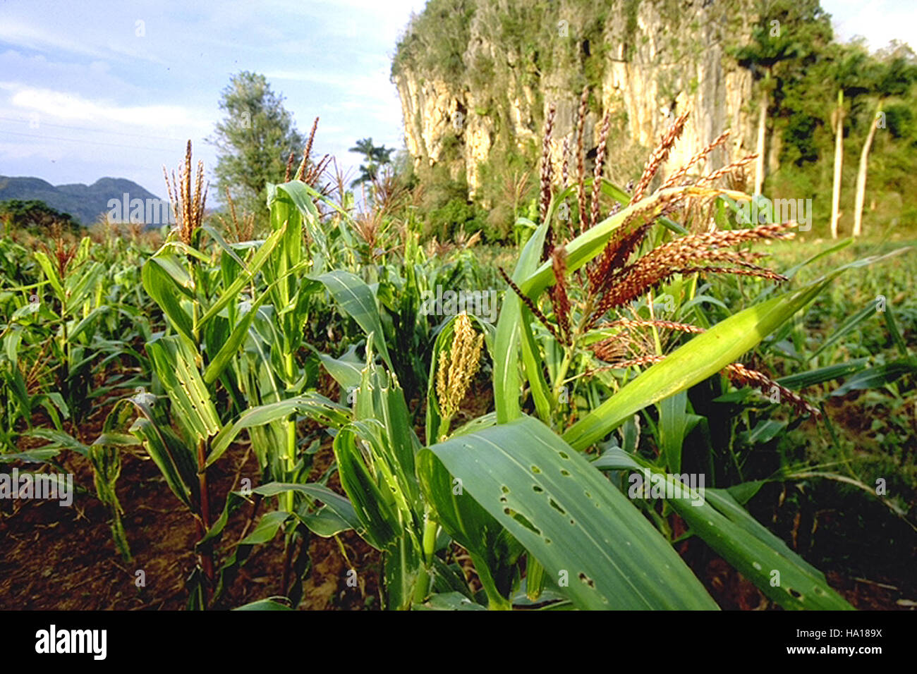 Cuban plant diversity hi-res stock photography and images - Alamy