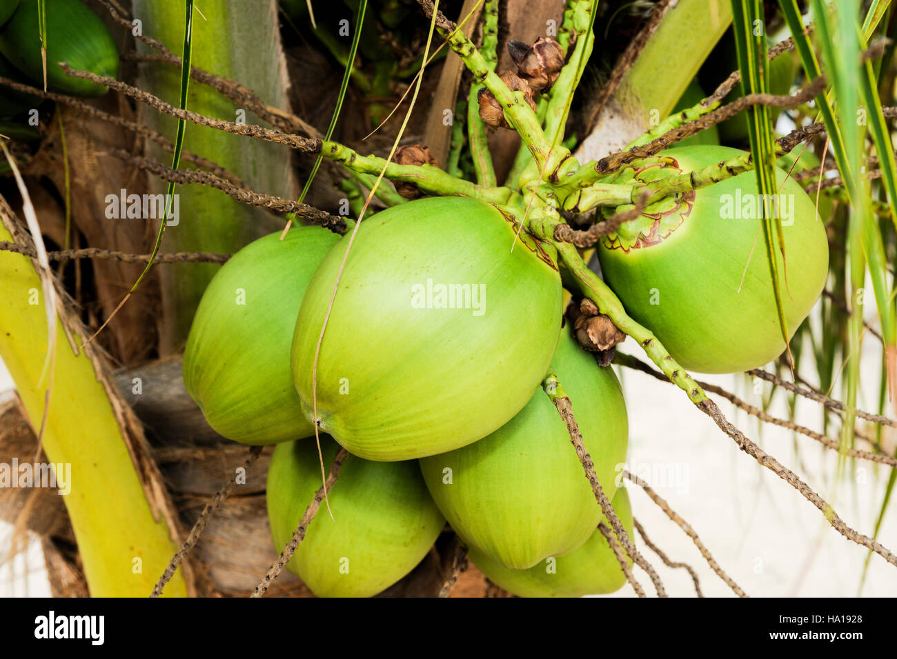 a bunch of coconuts on a palm tree Stock Photo