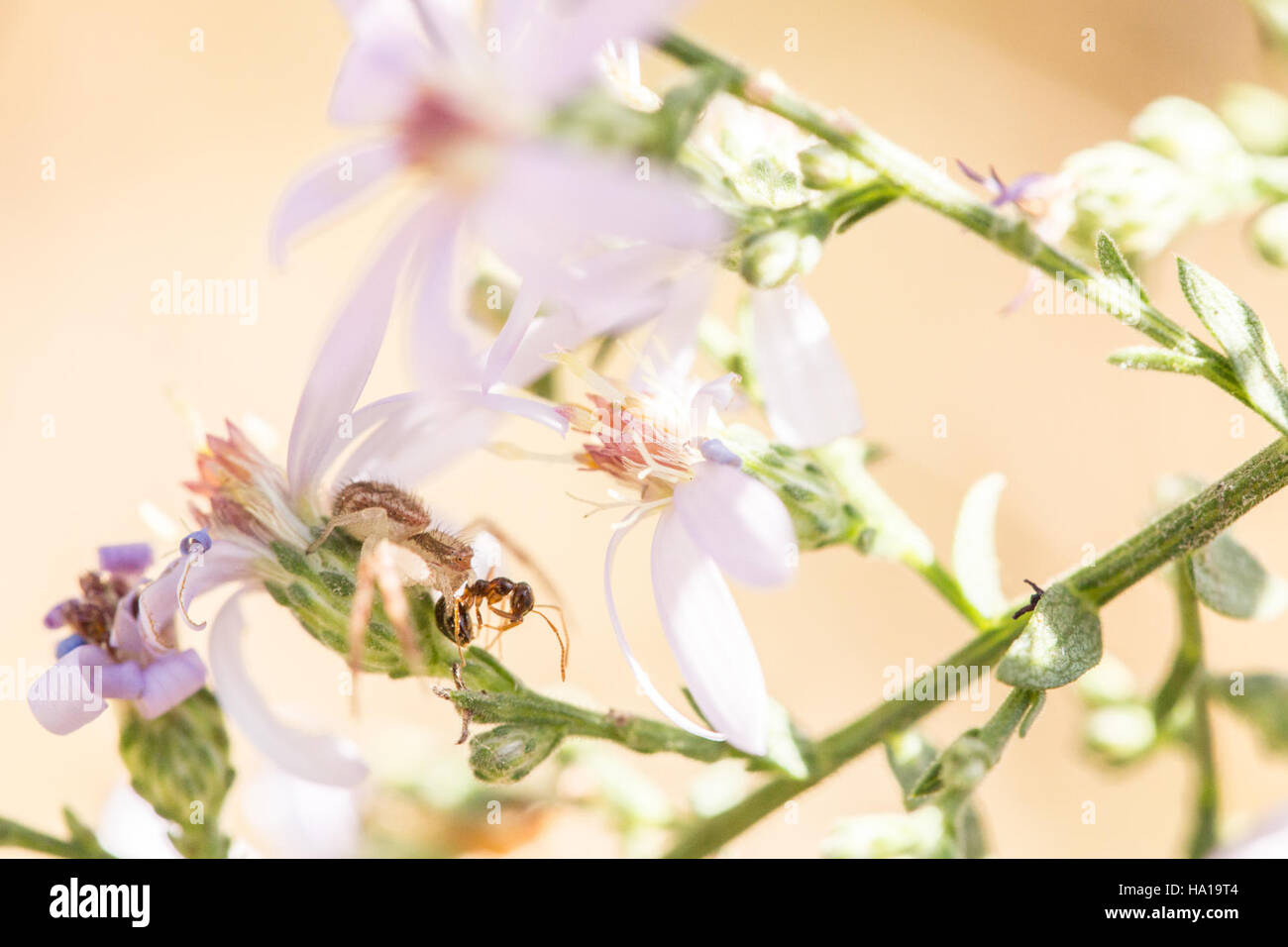 snpphotos 22390753116 Yellow Crab Spider Stock Photo Alamy
