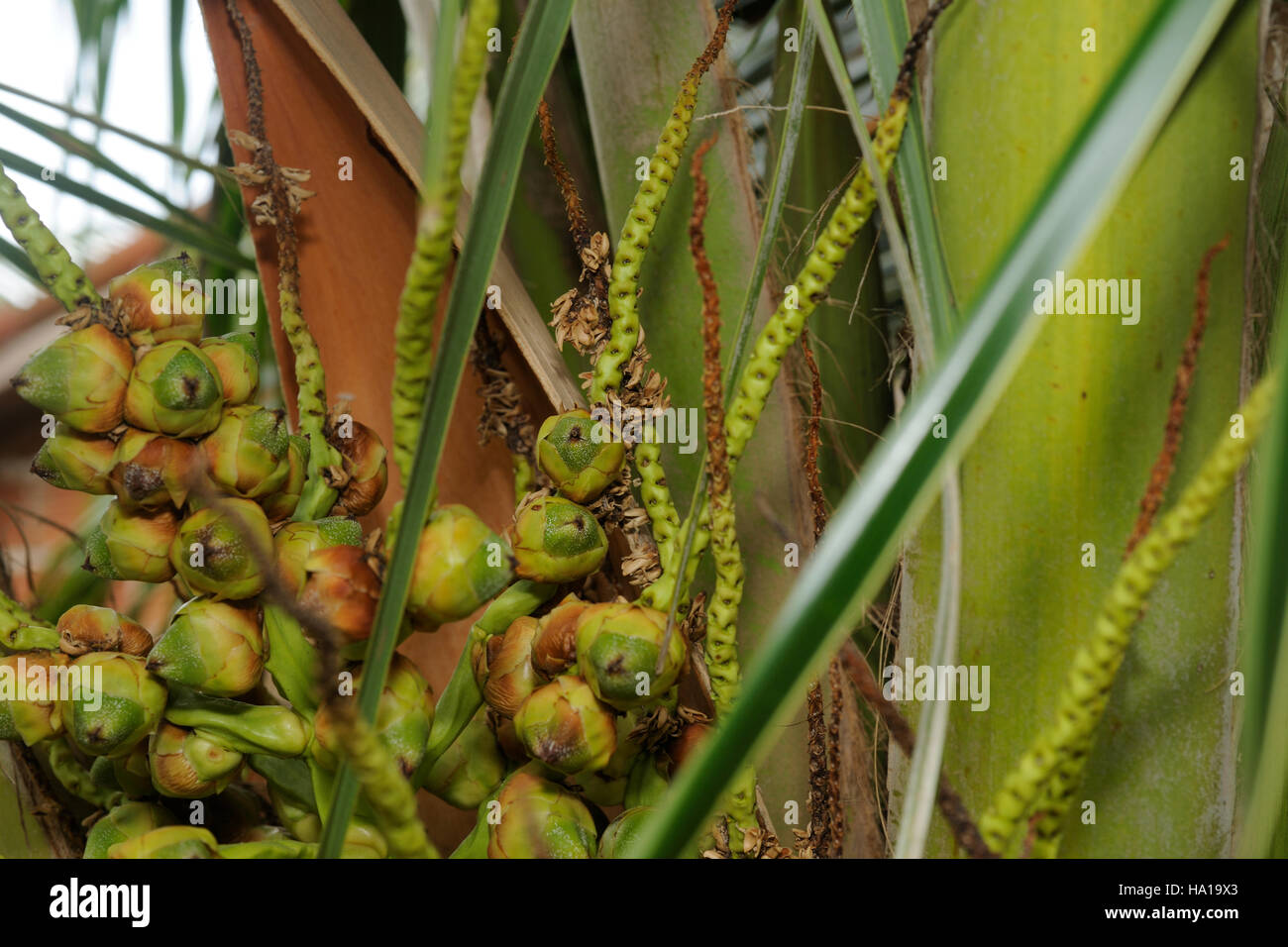 Young coconut buds on a panicle on a palm tree Stock Photo