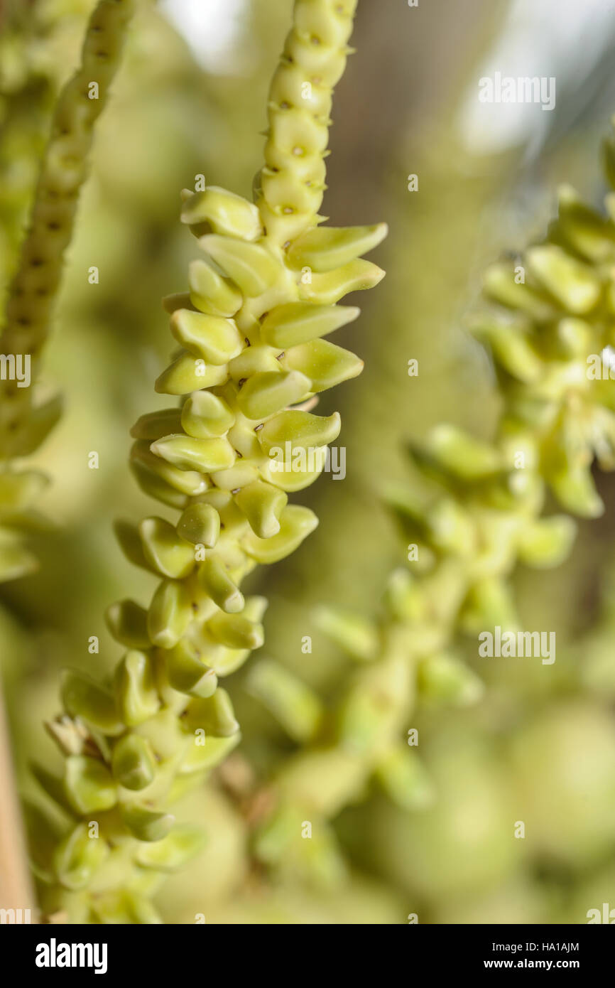 Coconut florets opening on a panicle Stock Photo