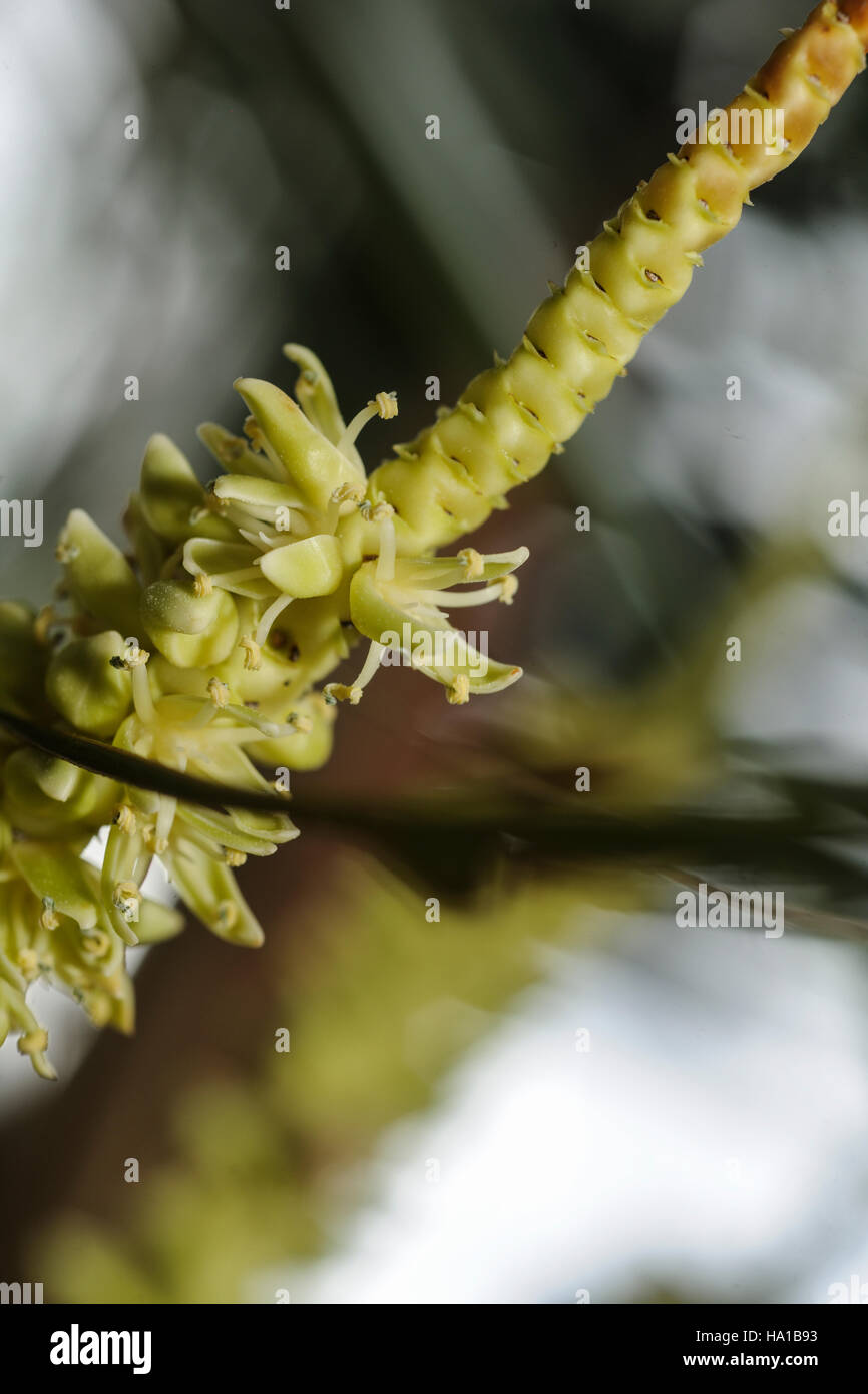 Close-up of a coconut floret on its panicle Stock Photo