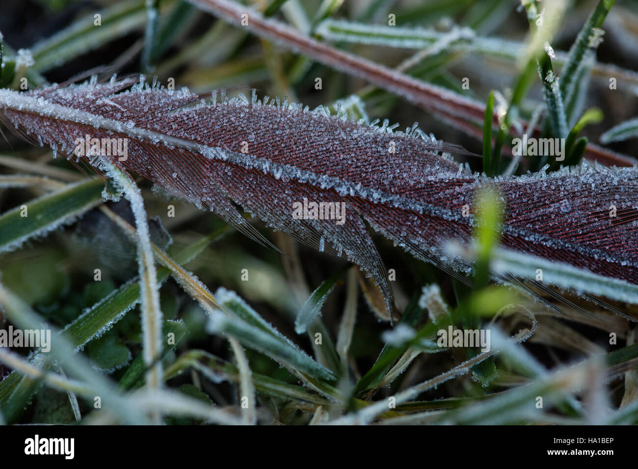 Close details seen in birds hi-res stock photography and images - Alamy
