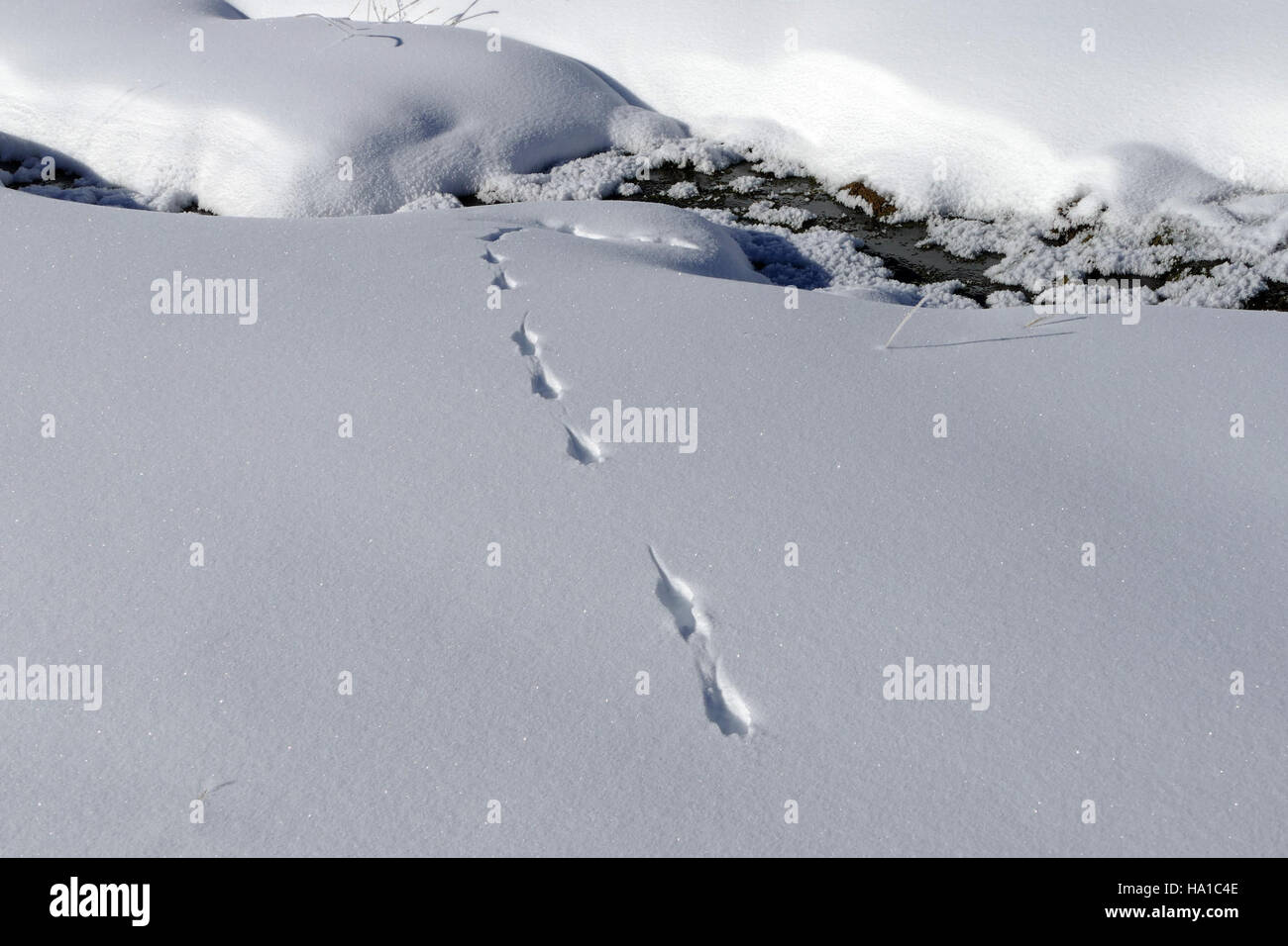 Weasel Tracks Hi res Stock Photography And Images Alamy
