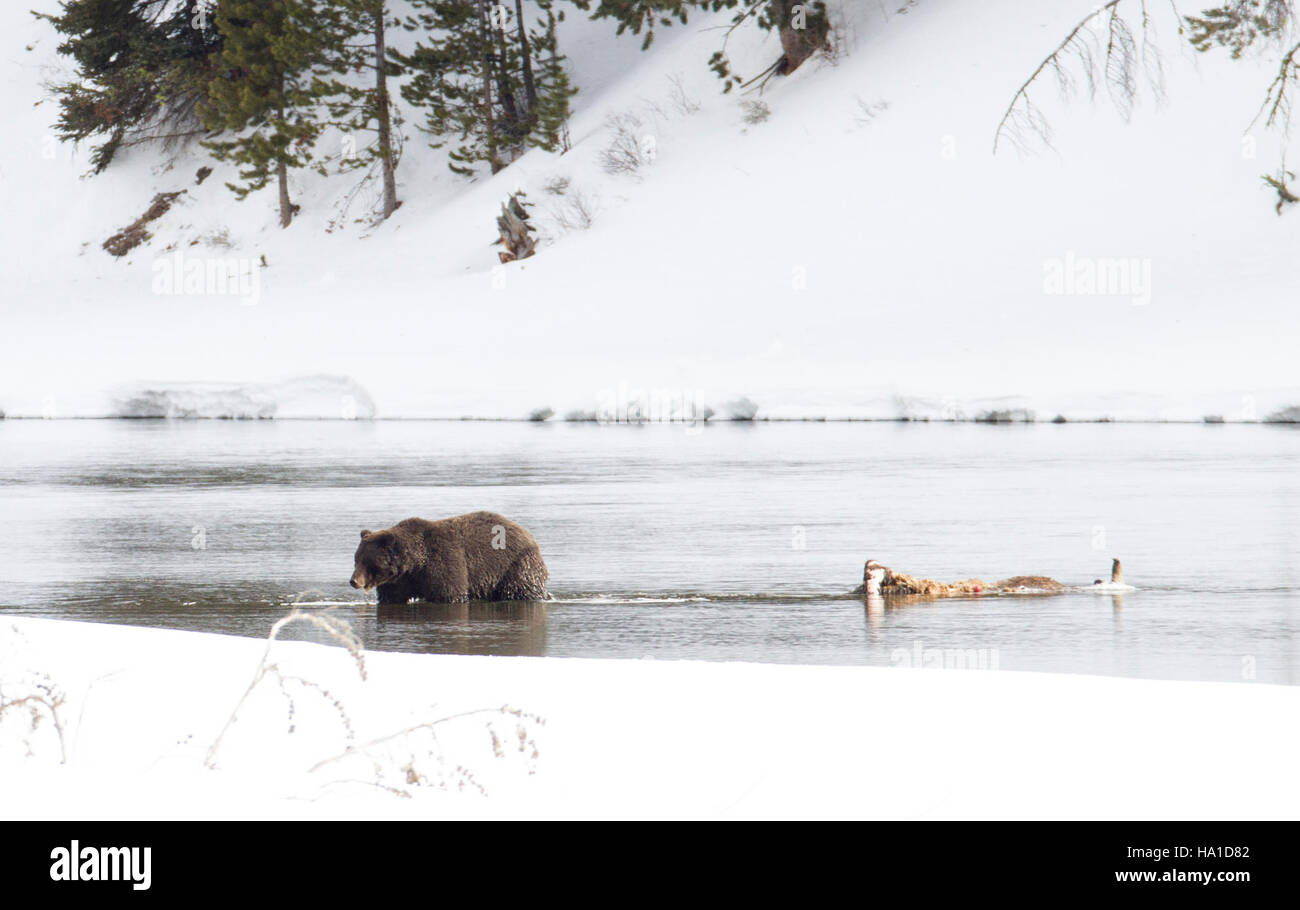 A grizzly bear moves away from a carcass in Yellowstone National Park, showcasing the park's rich wildlife and natural processes. The Yellowstone River in the background emphasizes the park’s diverse ecosystems and importance for conservation efforts. Stock Photo