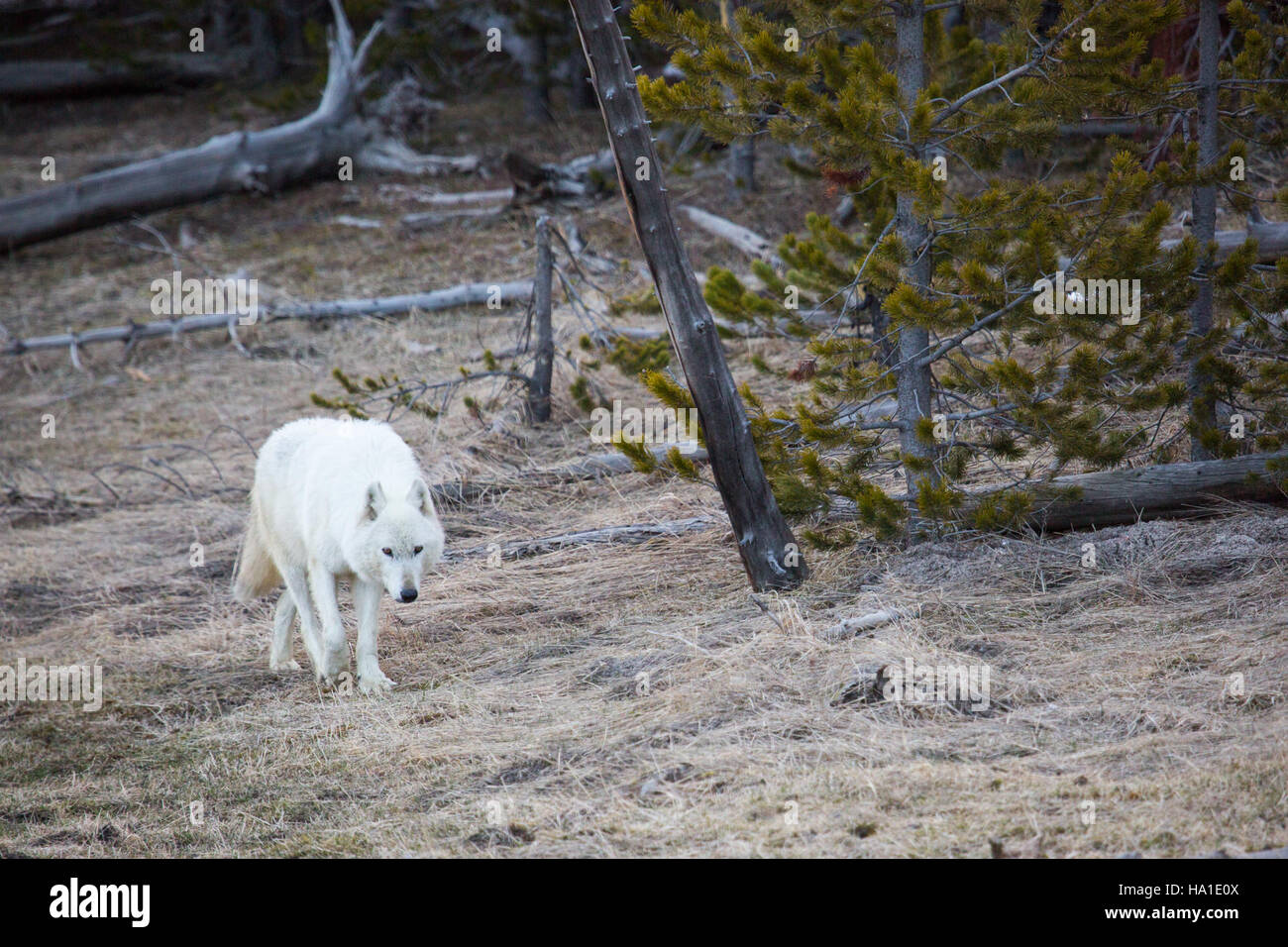 The Alpha female of the Canyon wolf pack in Yellowstone National Park ...