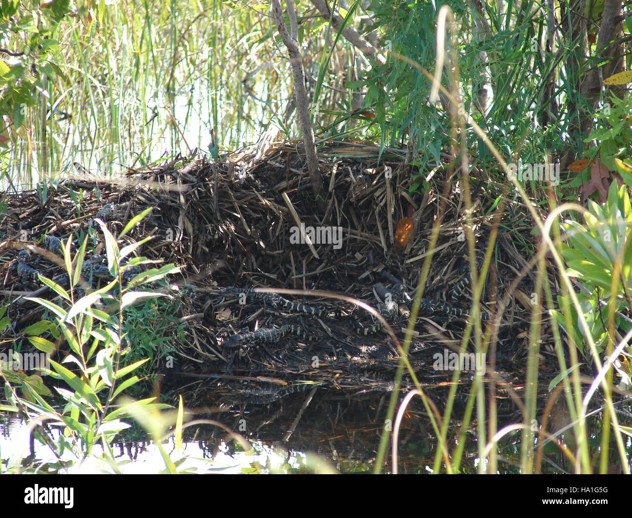 Alligator nest at shark valley hires stock photography and images Alamy