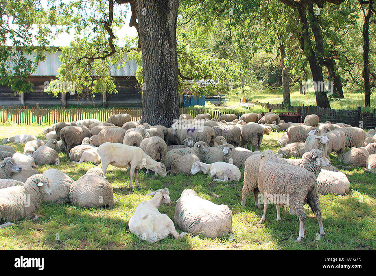 Setting Sheep A flock of sheep grazing in a rural setting, showcasing sustainable ...