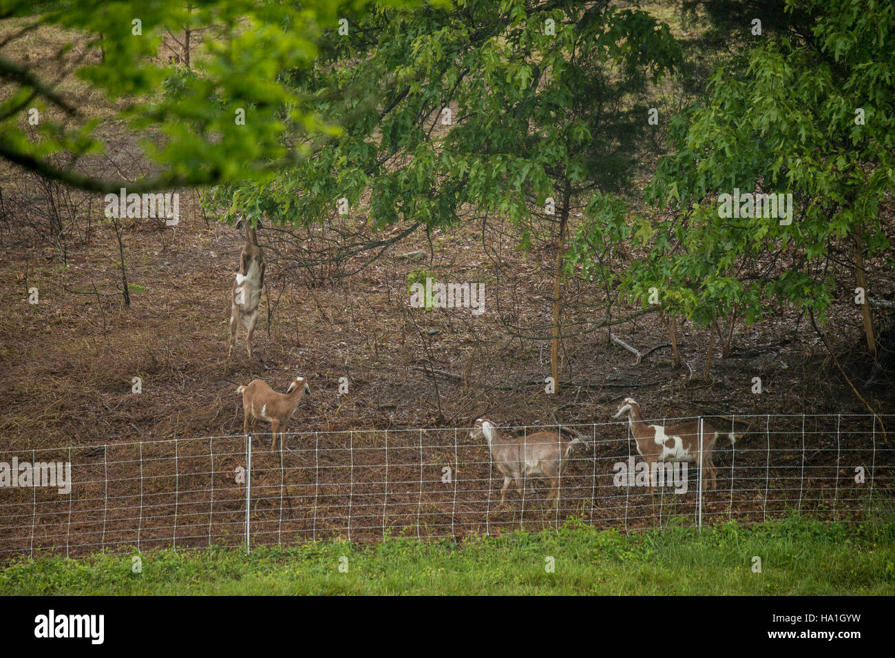 Livestock assistance program hi-res stock photography and images - Alamy