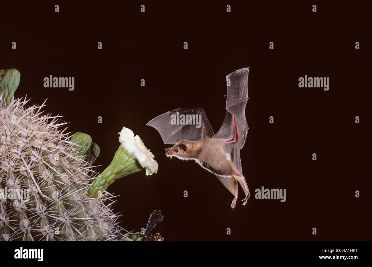 Lesser long nosed bat saguaro hires stock photography and images Alamy