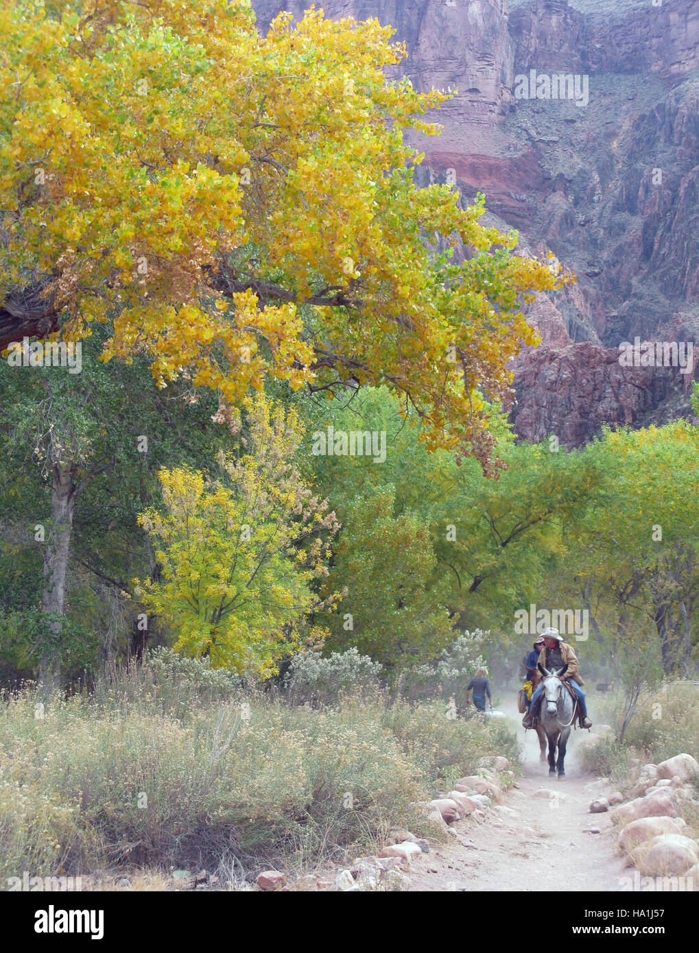 This photo shows mules arriving at Phantom Ranch in the Grand Canyon ...