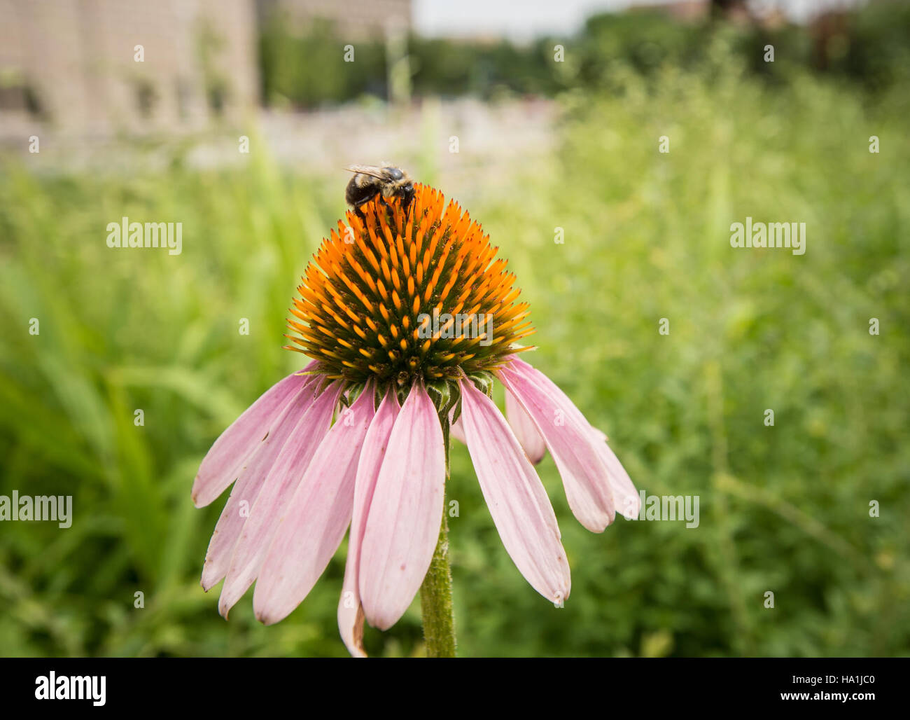 The D.C. People's Garden, managed by the USDA, promotes sustainable ...