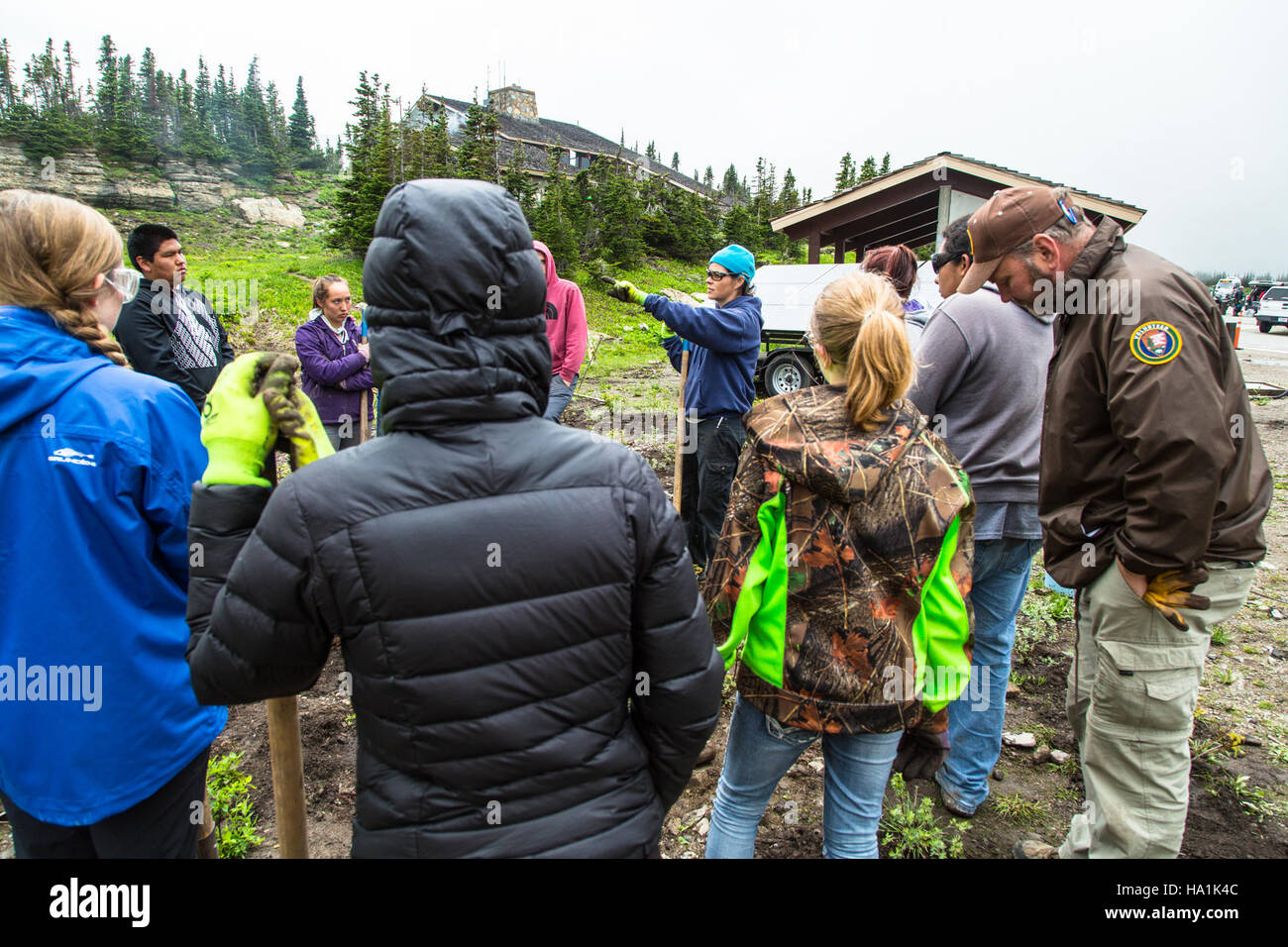 glaciernps 28187462822 Volunteer Group Planting at Logan Pass 35 Stock Photo