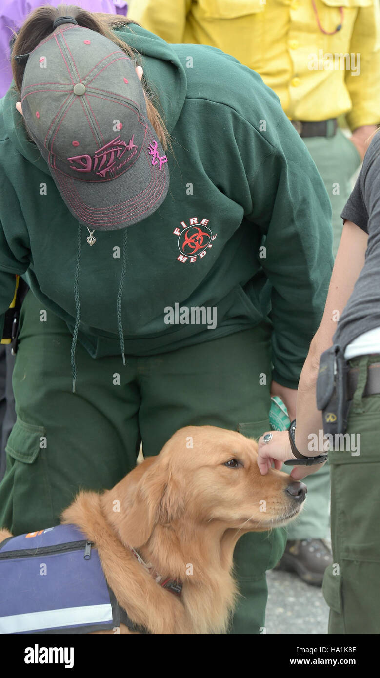 Firefighting canines assist in wildfire management efforts in Alaska ...