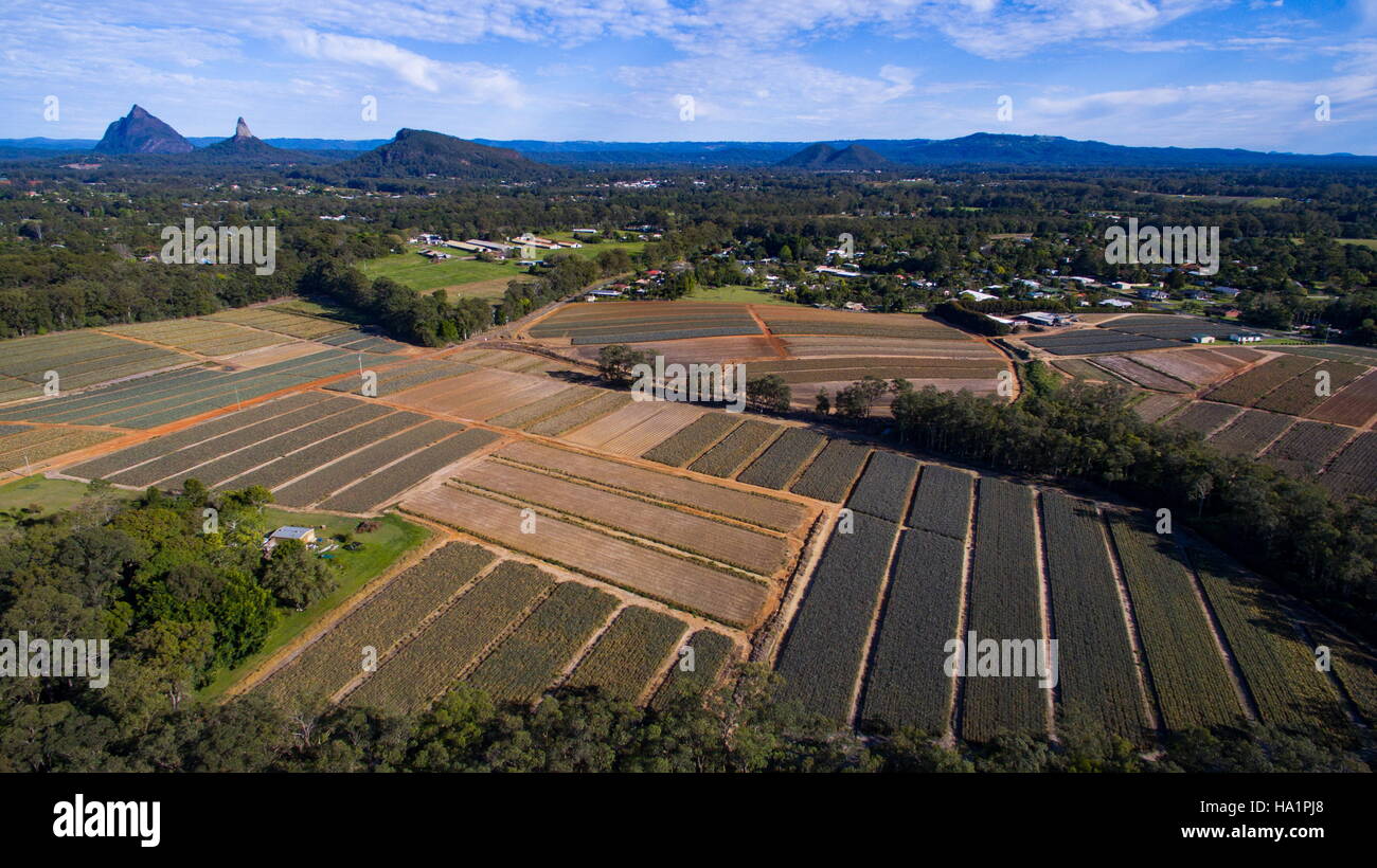 Drone aerial photo over fields of pineapples and Glasshouse Mtns near Beerwah on the Sunshine Coast, Queensland, Australia. Stock Photo