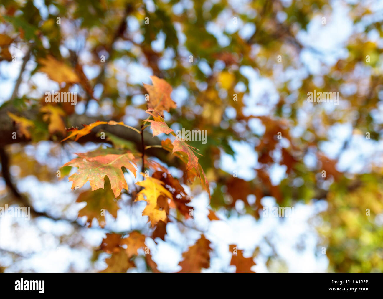 A snapshot of the vibrant fall foliage captured during the peak autumn ...