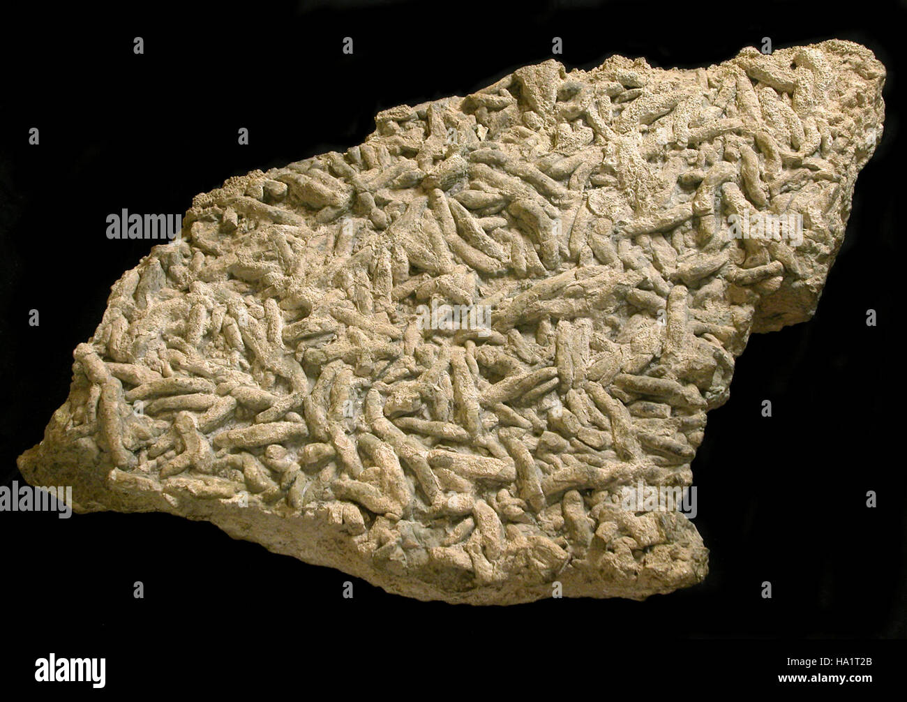 This Grand Canyon Discovery Will Leave You Speechless Fossilised Penis Worm - 35o4wuq