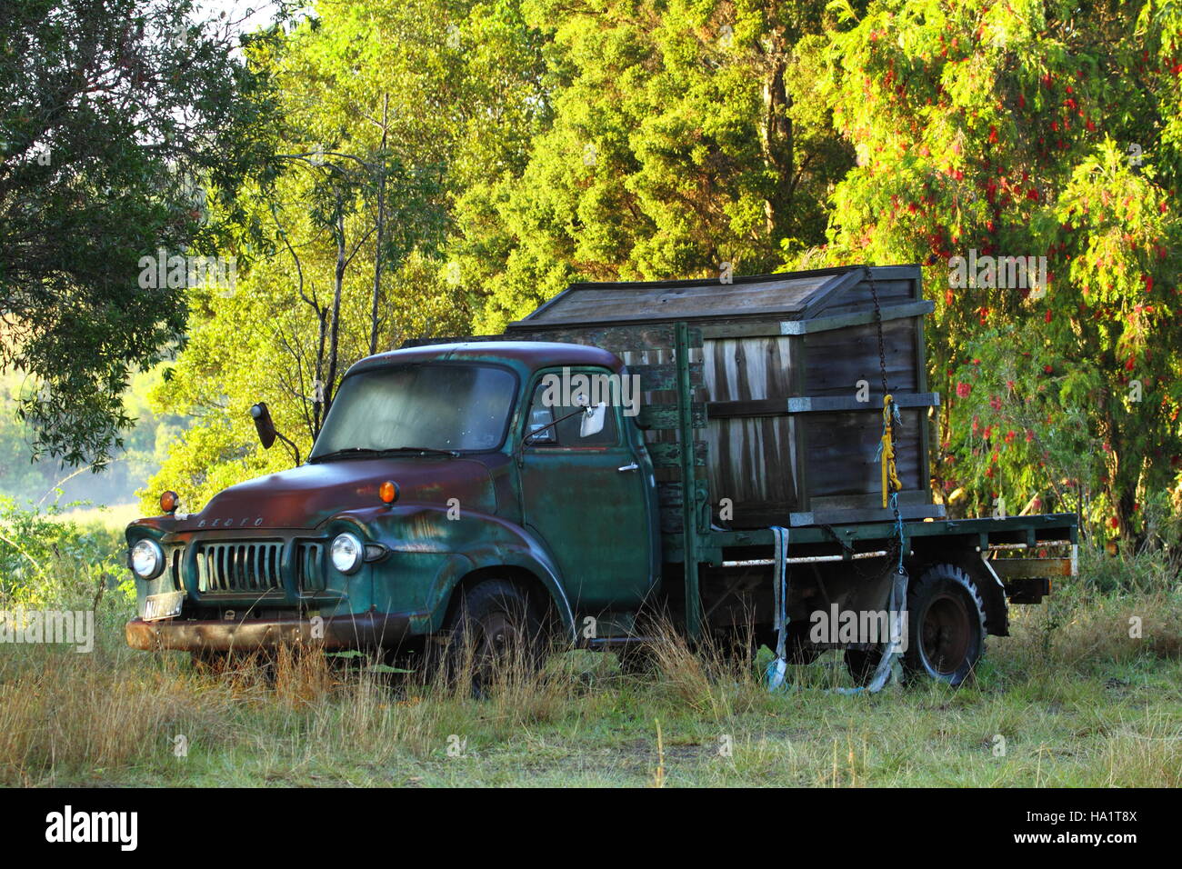 A rusty old green Bedford truck at rest in a field, in front of a thicket of trees. Stock Photo