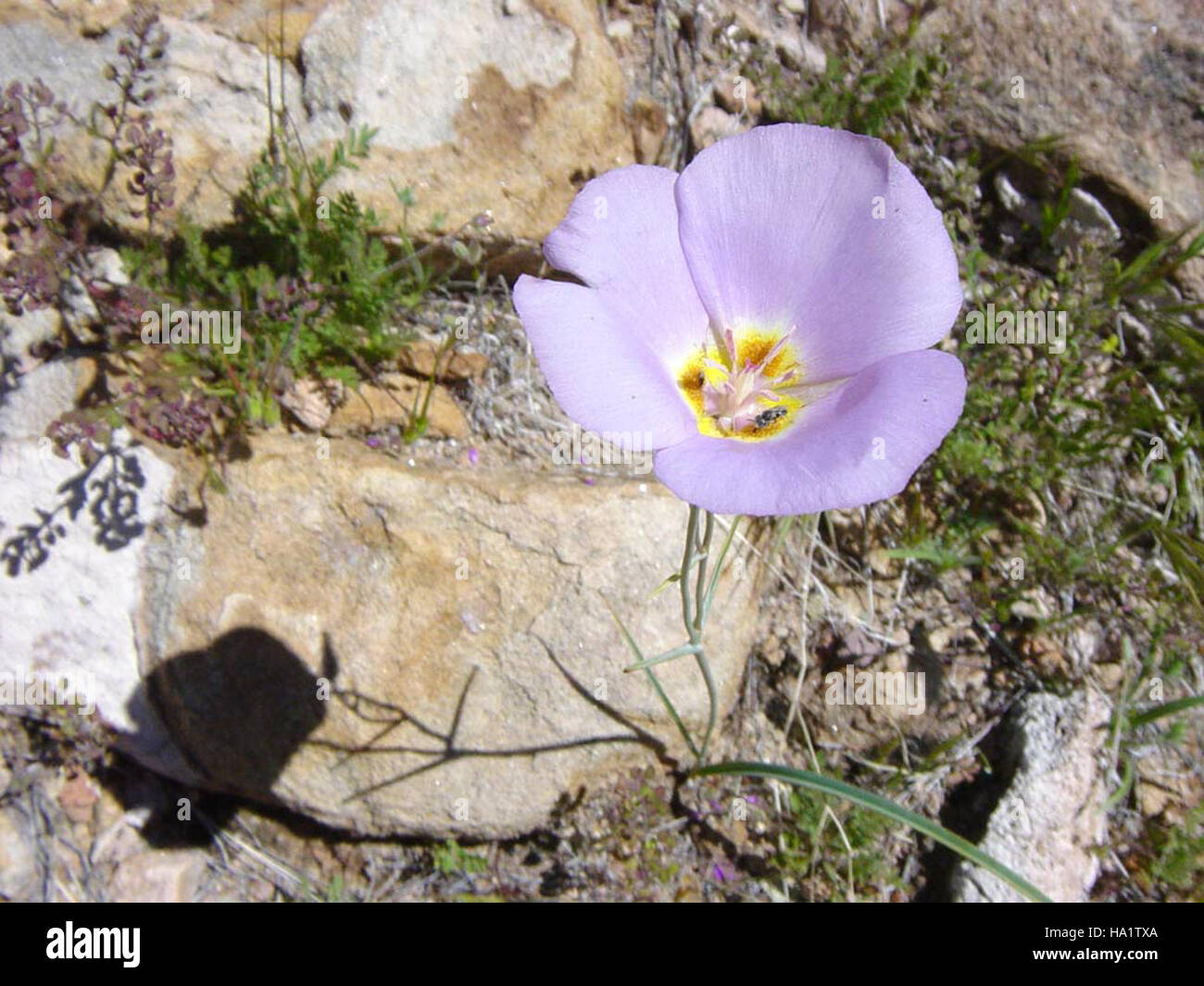 grand canyon nps 5401715868 Winding Mariposa Lily - Calochortus flexuosus S. Wats Stock Photo