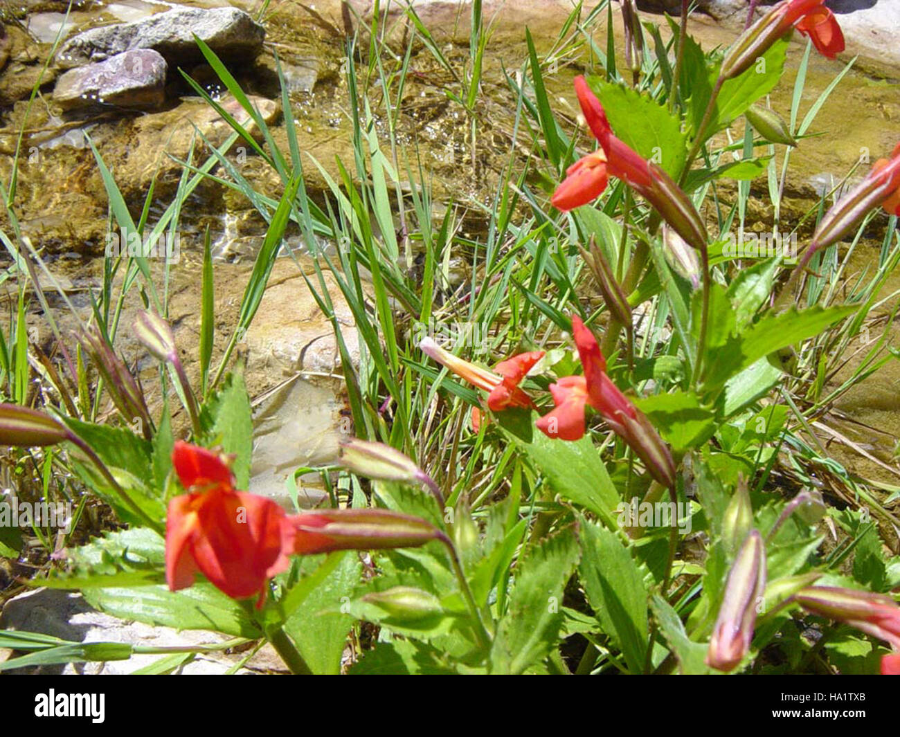 grand canyon nps 5401715760 Scarlet Monkeyflower - Mimulus cardinalis Dougl Stock Photo