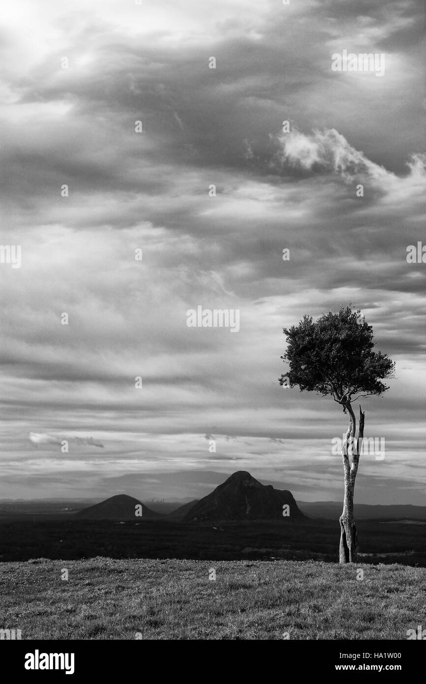 Storms and a tree in front of the Glasshouse Mountains at Maleny, in the Sunshine Coast Hinterland, Queensland, Australia. Stock Photo