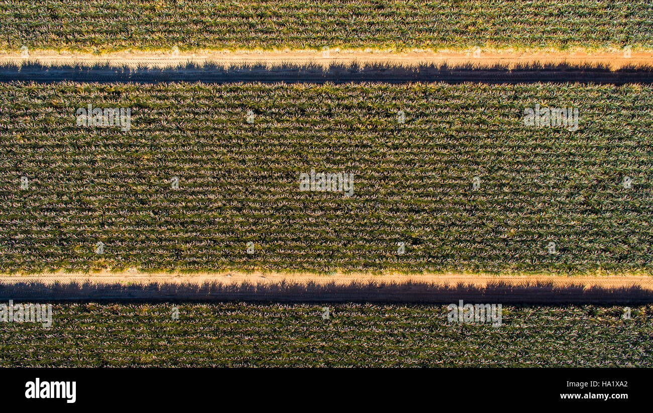 Pineapple farm hires stock photography and images Alamy