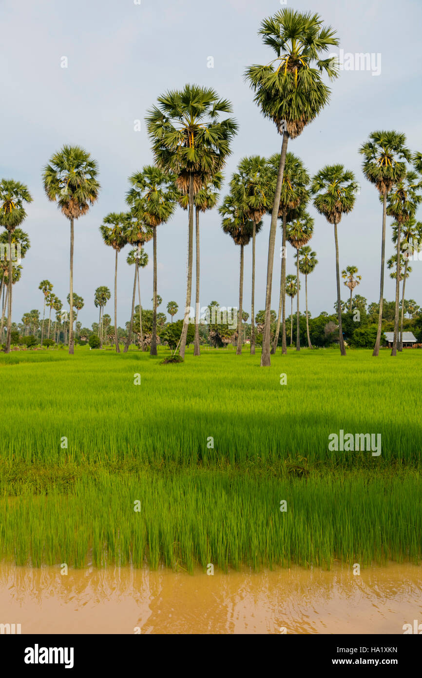 Rice Field, Kamphong Chhnang, Tonle Sap River,  Cambodia Stock Photo