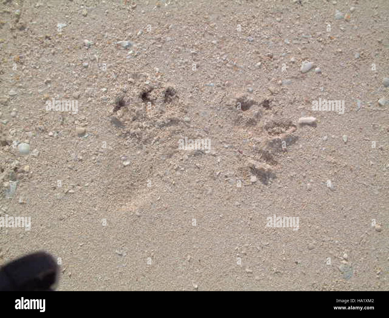 Raccoon tracks are seen in the Everglades National Park, an iconic ...