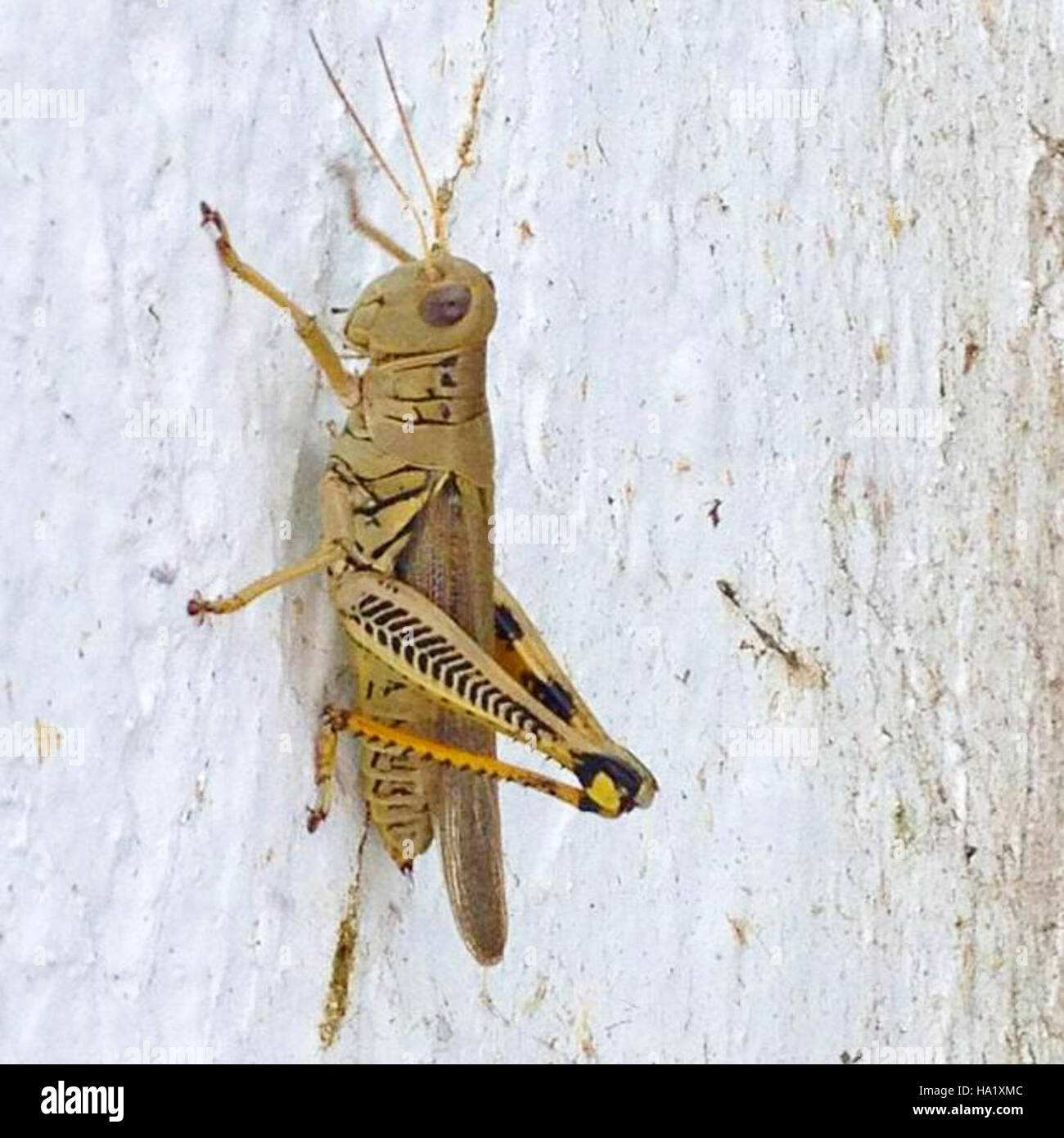 Various grasshopper species hi-res stock photography and images - Alamy