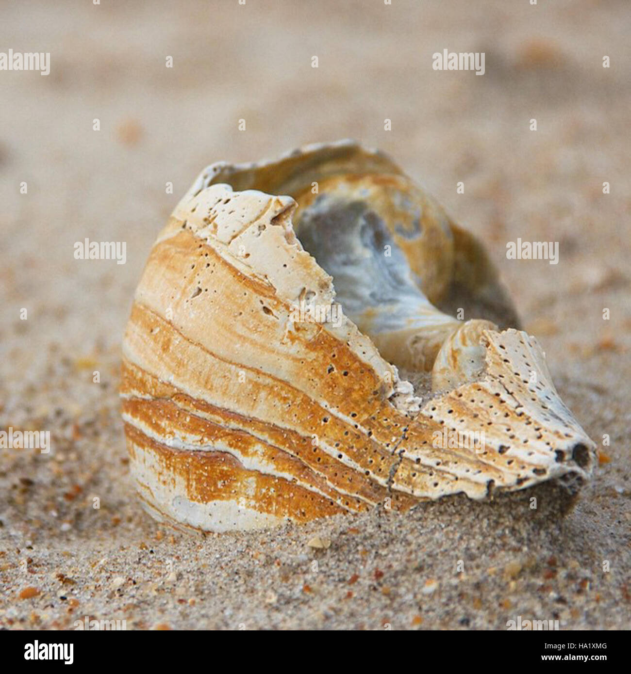 Vauble Shells Cape hatteras national seashore shells hi-res stock photography and ...