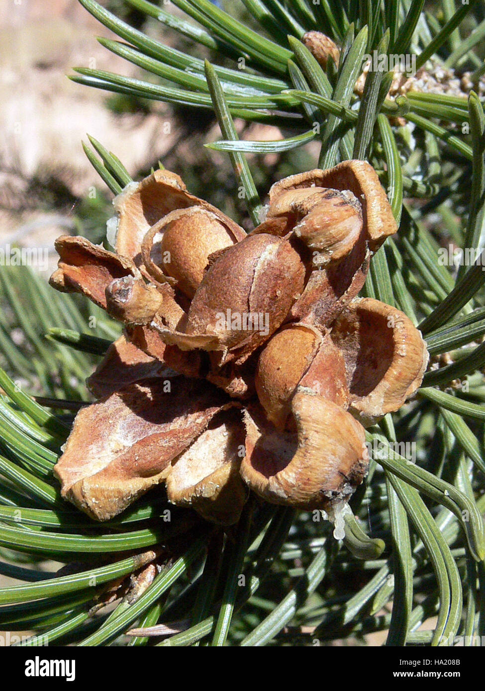 bandeliernps 4752347792 Pinyon Pine Cone with Seeds Stock Photo