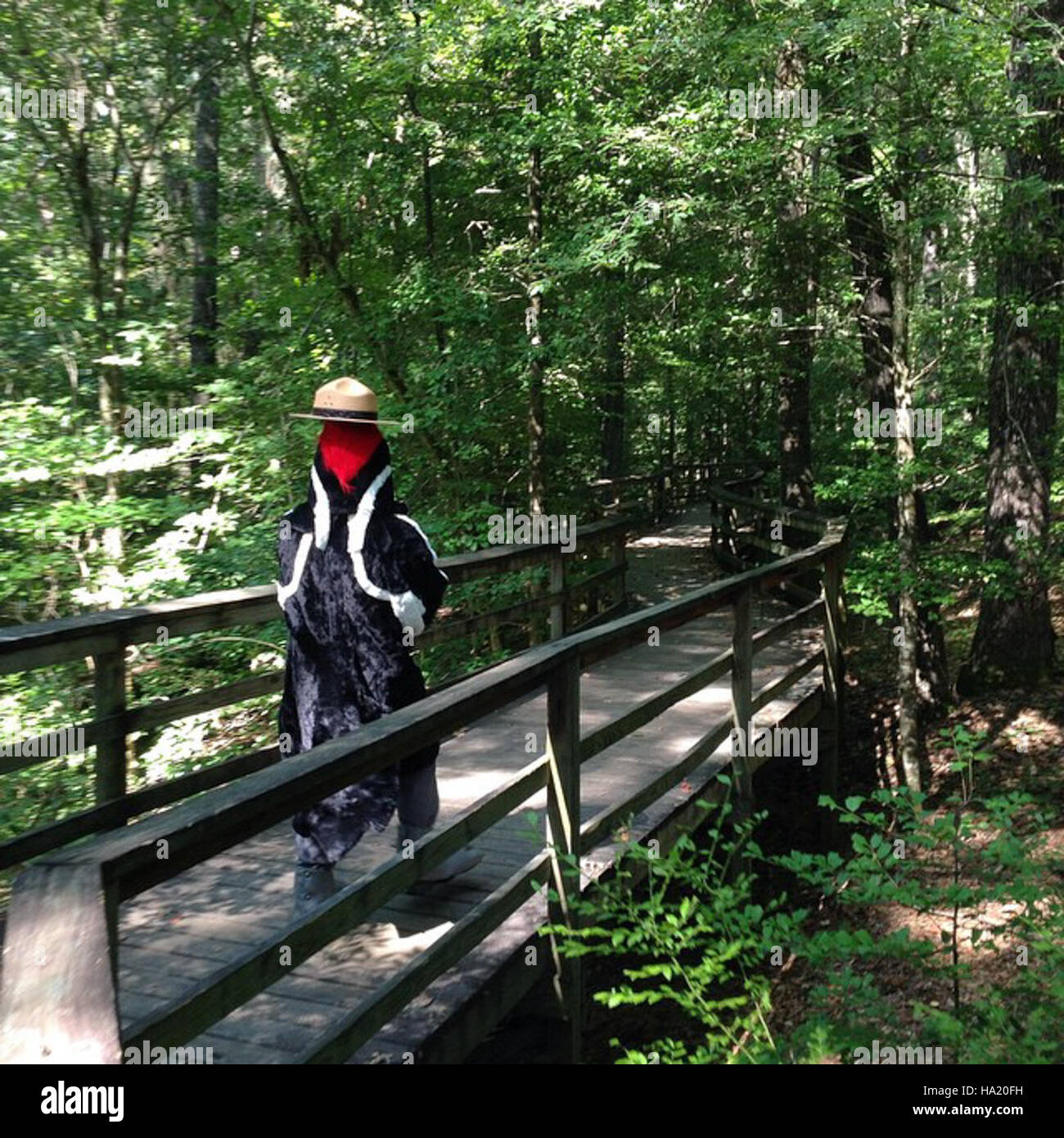 congareenps 14813381197 Legendary Ivory-billed woodpecker sighting at #