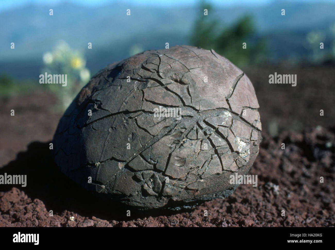 Lava bomb breadcrust hires stock photography and images Alamy