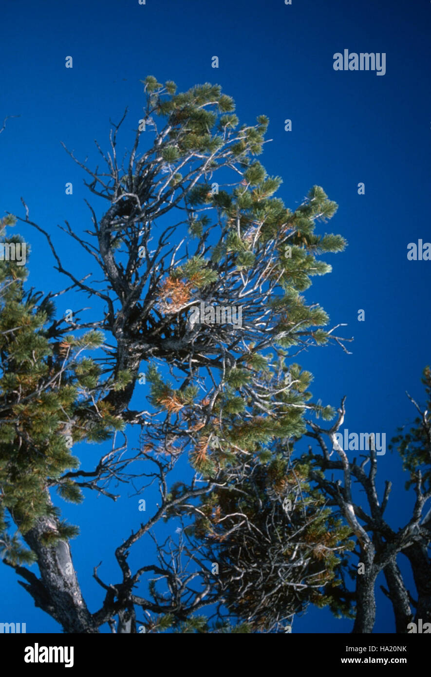 Dwarf mistletoe infects trees in Craters of the Moon National Park ...