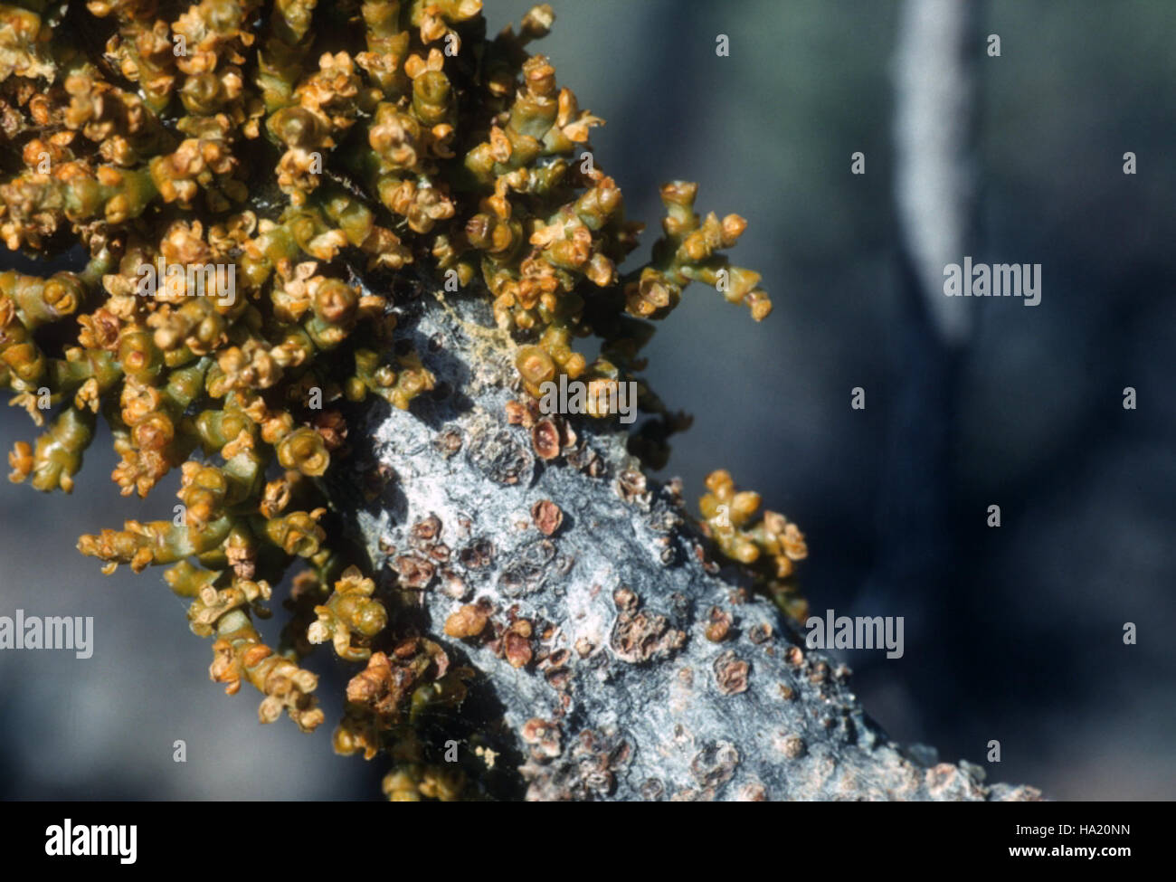 Dwarf mistletoe hi-res stock photography and images - Alamy