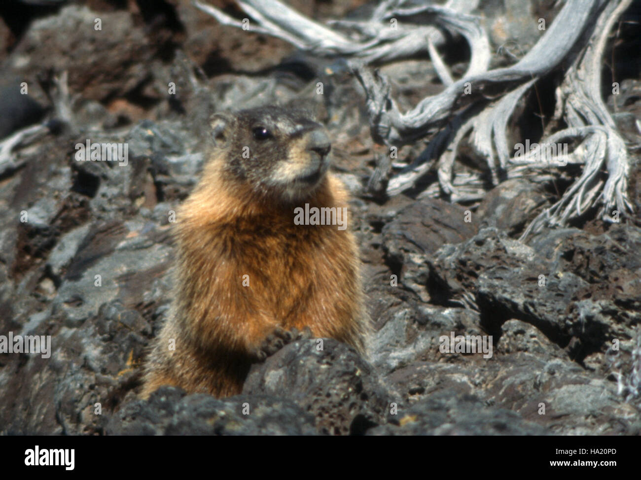 A Yellow-bellied Marmot is seen in Craters of the Moon National Park ...