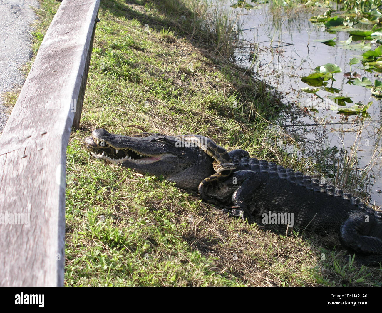 The Everglades National Park captures a dramatic moment in the struggle between an alligator and a python, symbolizing the invasive species challenge in Florida's ecosystems. Stock Photo