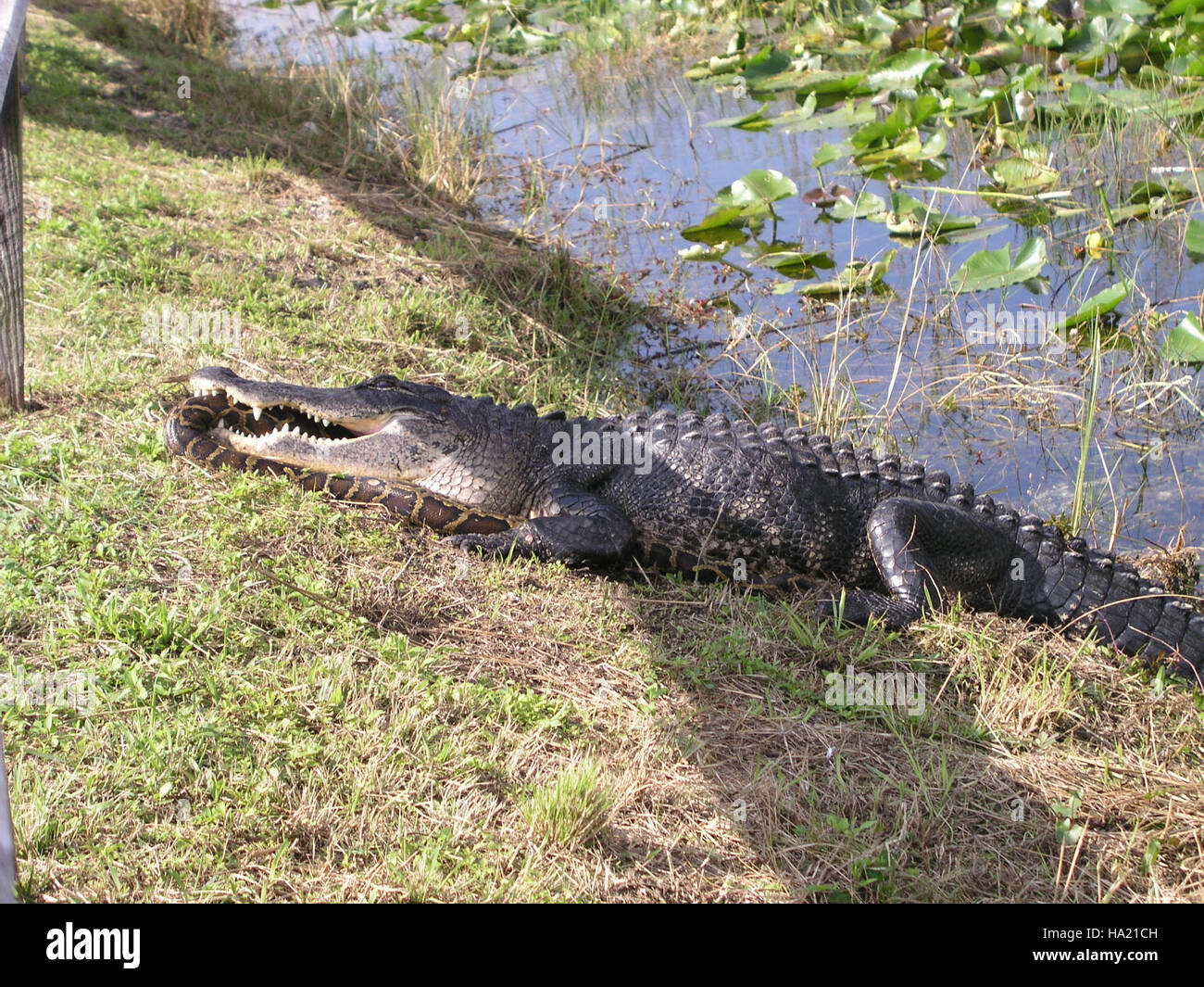 A dramatic encounter between a gator and a python in the Everglades National Park highlights the ongoing challenges of invasive species management in this unique ecosystem. Stock Photo